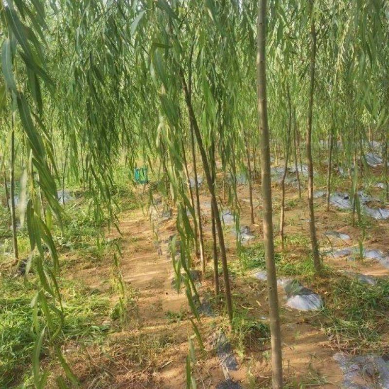 垂柳柳树3公4公5公分各规格齐青皮垂柳金丝垂柳竹柳量大