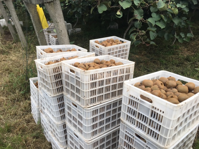周至翠香猕猴桃，大中小果全国一件代发，代办