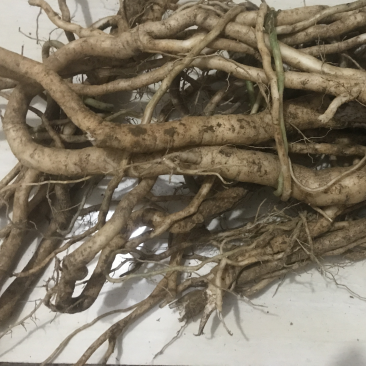 野生鲜货黄花倒水莲，大自然环境下生长的根茎皮水嫩。