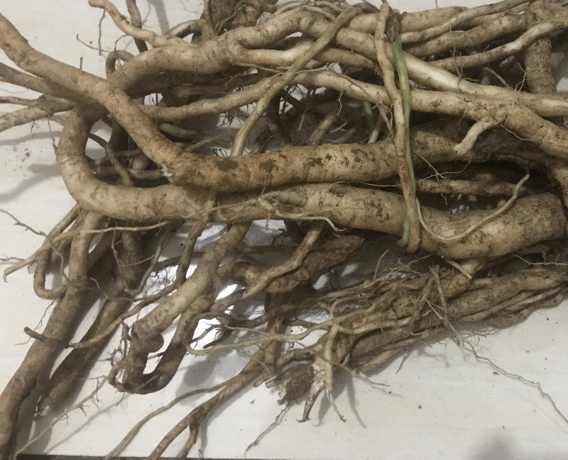 野生鲜货黄花倒水莲，大自然环境下生长的根茎皮水嫩。
