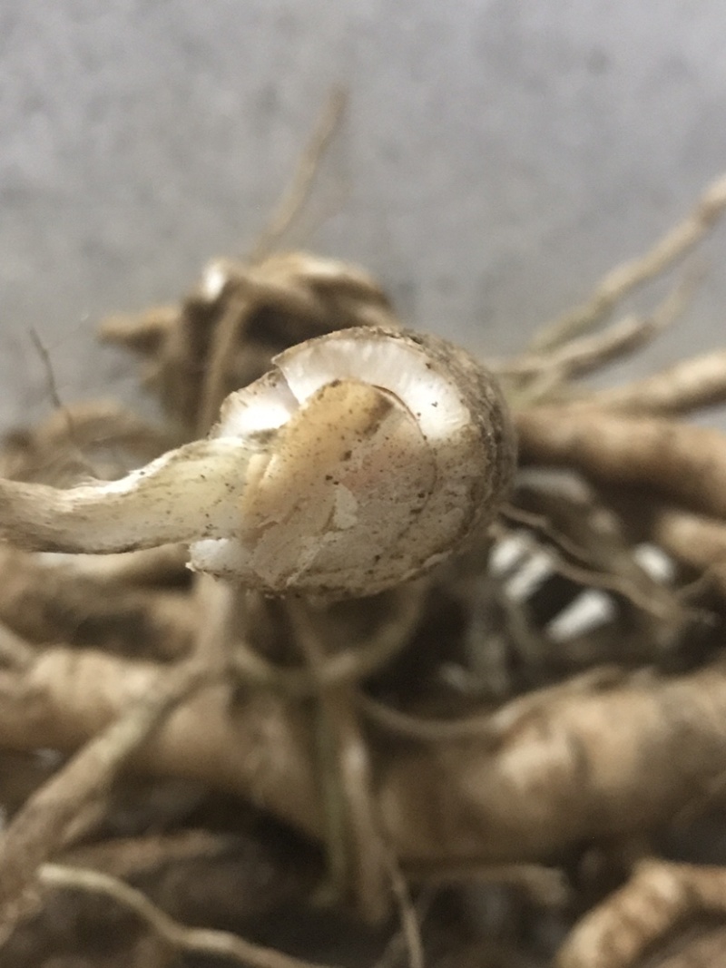 野生鲜货黄花倒水莲，大自然环境下生长的根茎皮水嫩。