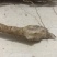 野生鲜货黄花倒水莲，大自然环境下生长的根茎皮水嫩。