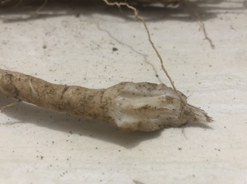 野生鲜货黄花倒水莲，大自然环境下生长的根茎皮水嫩。