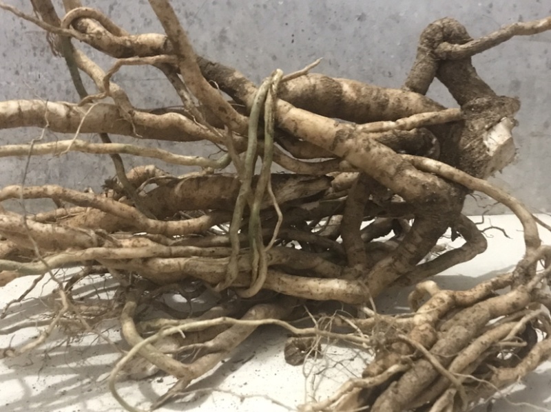 野生鲜货黄花倒水莲，大自然环境下生长的根茎皮水嫩。