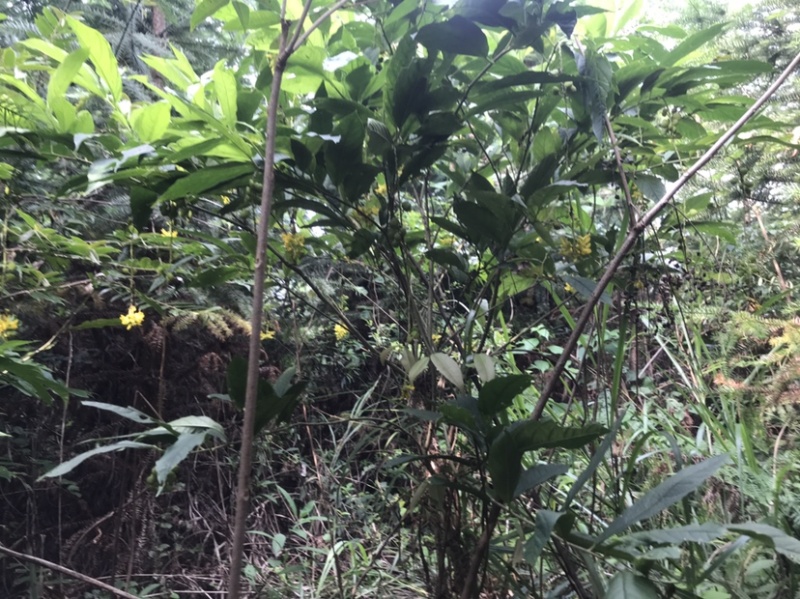 野生鲜货黄花倒水莲，大自然环境下生长的根茎皮水嫩。