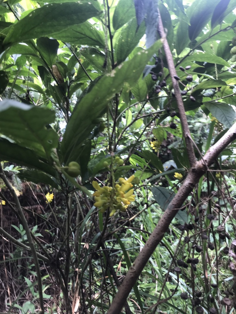 野生鲜货黄花倒水莲，大自然环境下生长的根茎皮水嫩。