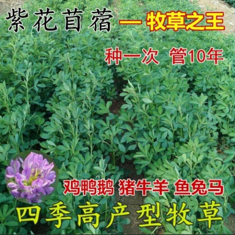 紫花苜蓿种子四季牧草奶草多年生苜蓿草籽种子鸡鸭鹅牛羊兔草