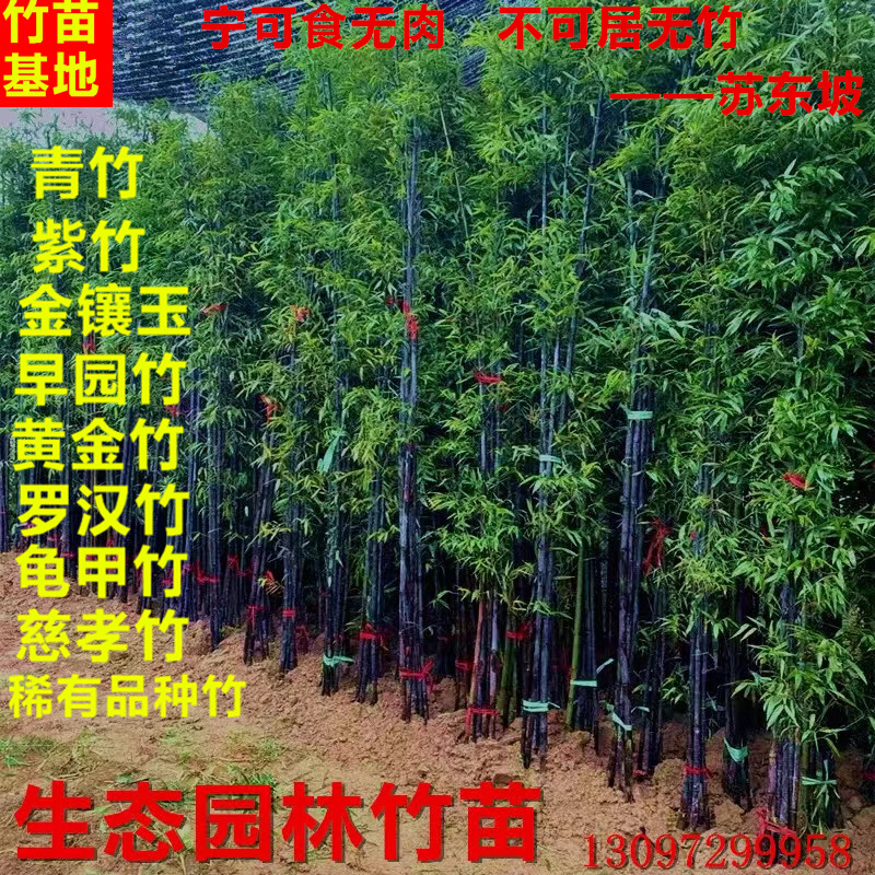 常年出售各种各样大小尺寸竹子竹苗