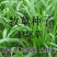 狼尾草种子多年生牧草种子养殖牛羊鸡鸭鹅草子产量高草种子