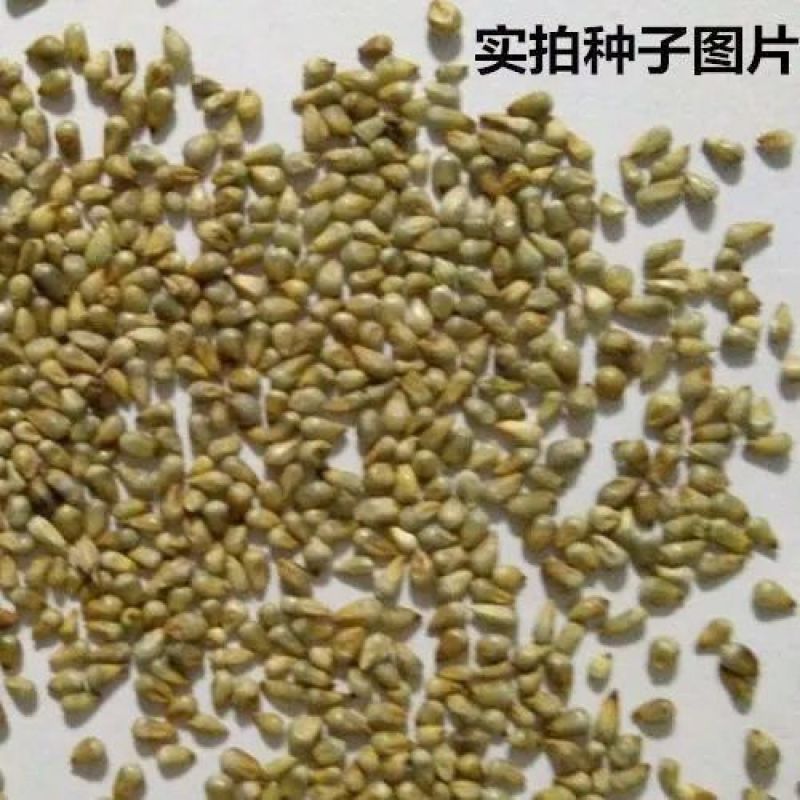狼尾草种子多年生牧草种子养殖牛羊鸡鸭鹅草子产量高草种子