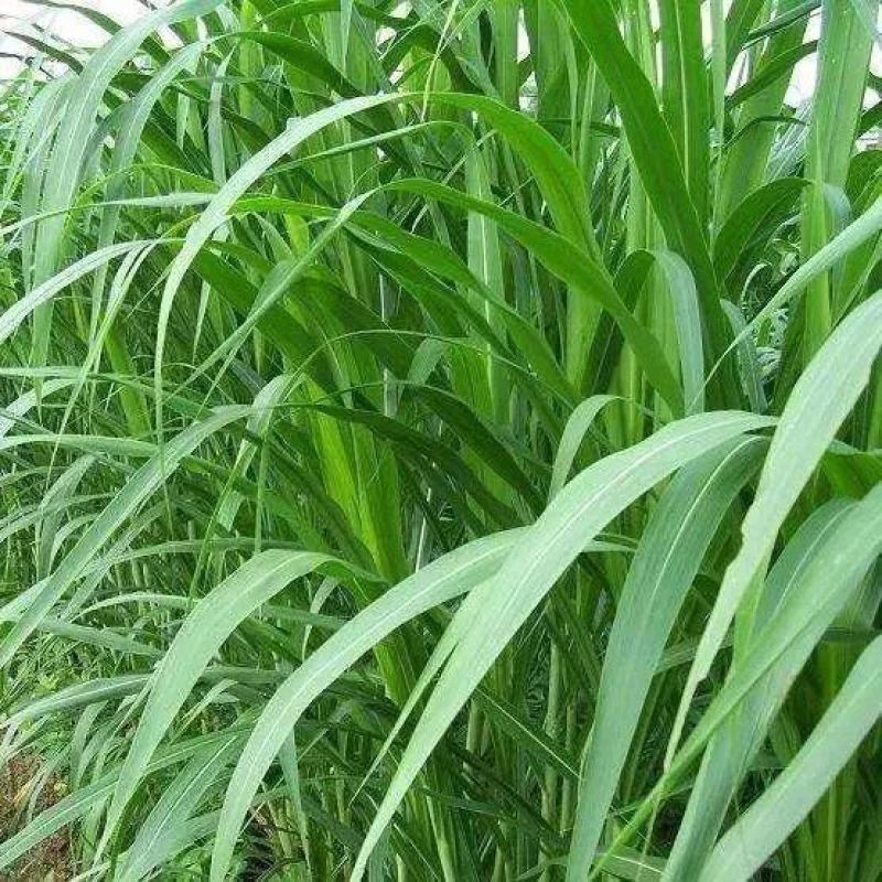 狼尾草种子多年生牧草种子养殖牛羊鸡鸭鹅草子产量高草种子