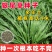 狼尾草种子多年生牧草种子养殖牛羊鸡鸭鹅草子产量高草种子