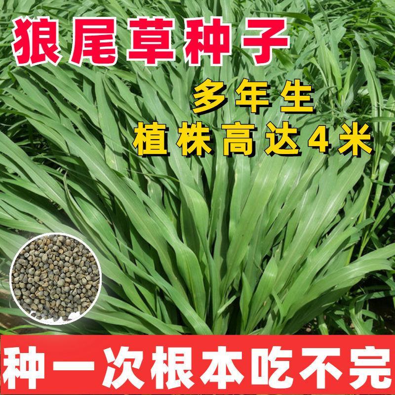狼尾草种子多年生牧草种子养殖牛羊鸡鸭鹅草子产量高草种子