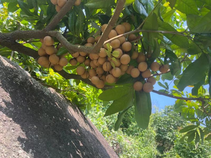 广东龙眼饶平草埔龙眼草菇龙眼欢迎工厂加工果对接