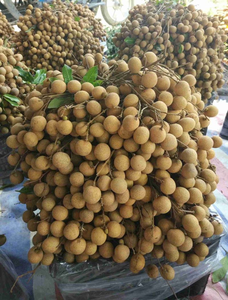 广东龙眼饶平草埔龙眼草菇龙眼欢迎工厂加工果对接