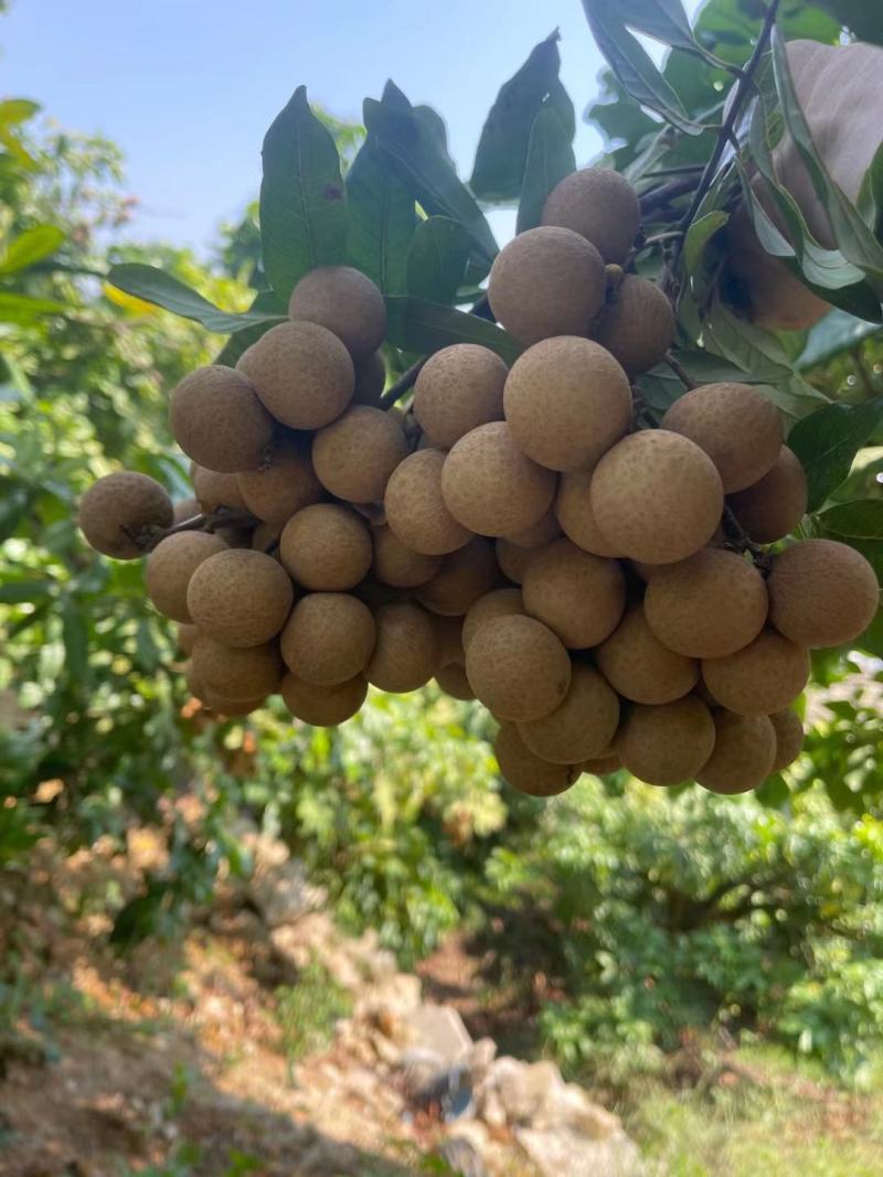 广东龙眼饶平草埔龙眼草菇龙眼欢迎工厂加工果对接