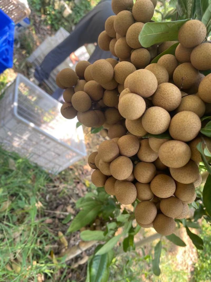 广东龙眼饶平草埔龙眼草菇龙眼欢迎工厂加工果对接