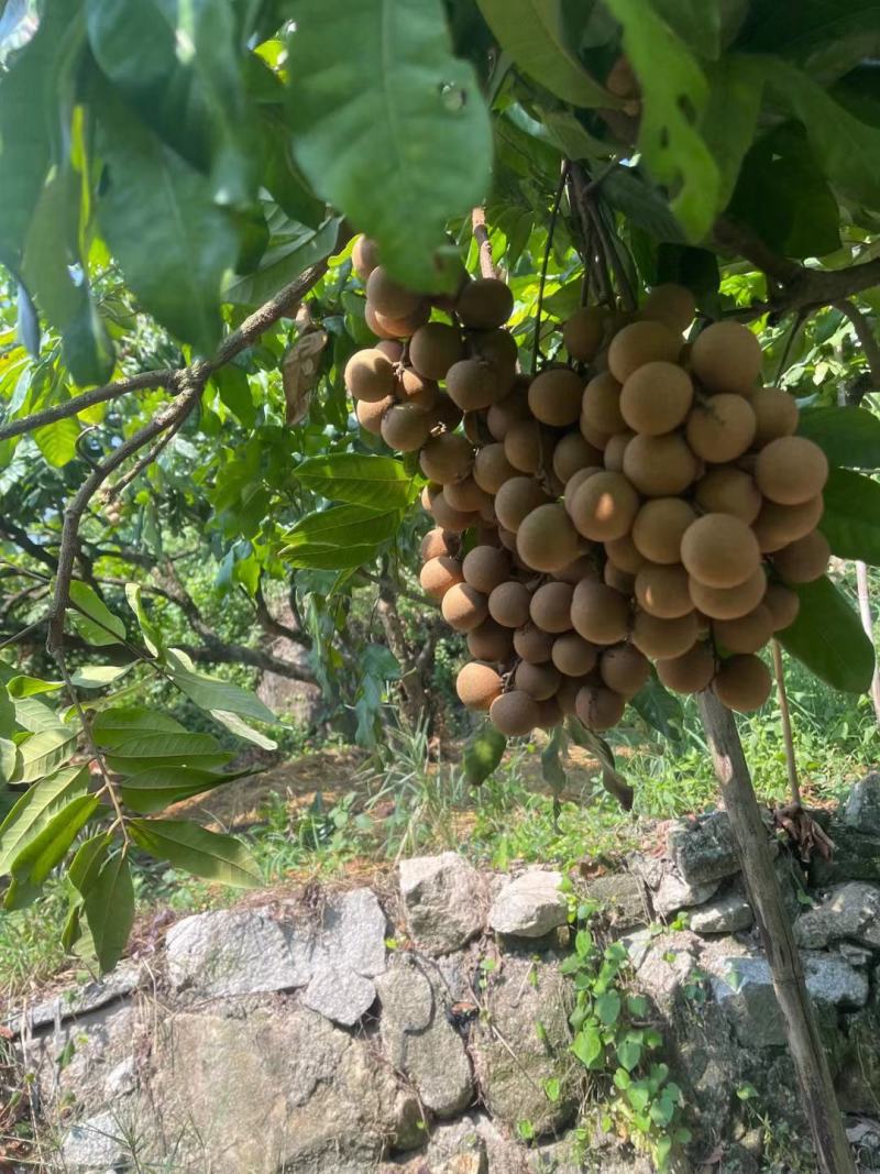 广东龙眼饶平草埔龙眼草菇龙眼欢迎工厂加工果对接