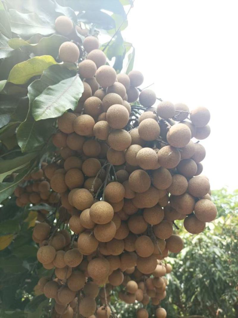 广东龙眼饶平草埔龙眼草菇龙眼欢迎工厂加工果对接