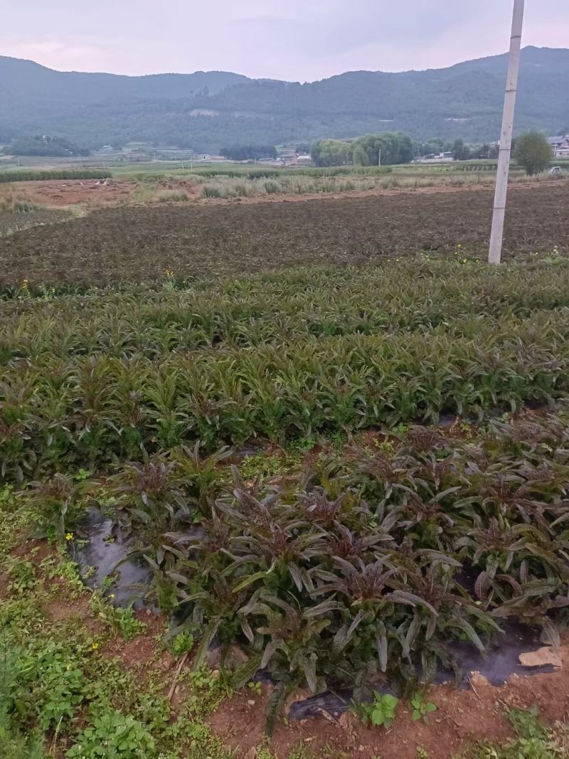 紫色莴笋