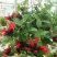 口红吊兰带花四季花卉垂吊植物室内阳台开花盆栽净化空气
