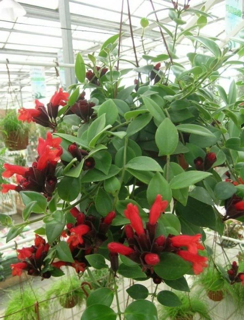 口红吊兰带花四季花卉垂吊植物室内阳台开花盆栽净化空气