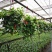 口红吊兰带花四季花卉垂吊植物室内阳台开花盆栽净化空气
