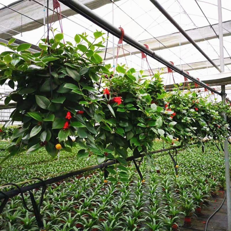 口红吊兰带花四季花卉垂吊植物室内阳台开花盆栽净化空气
