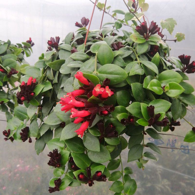口红吊兰带花四季花卉垂吊植物室内阳台开花盆栽净化空气