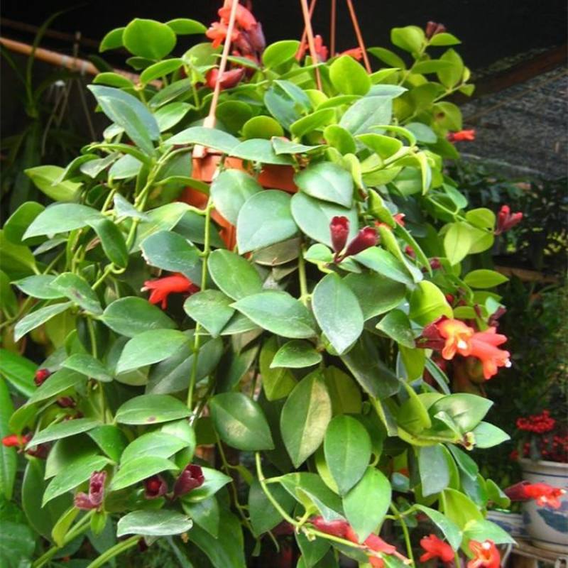 口红吊兰带花四季花卉垂吊植物室内阳台开花盆栽净化空气