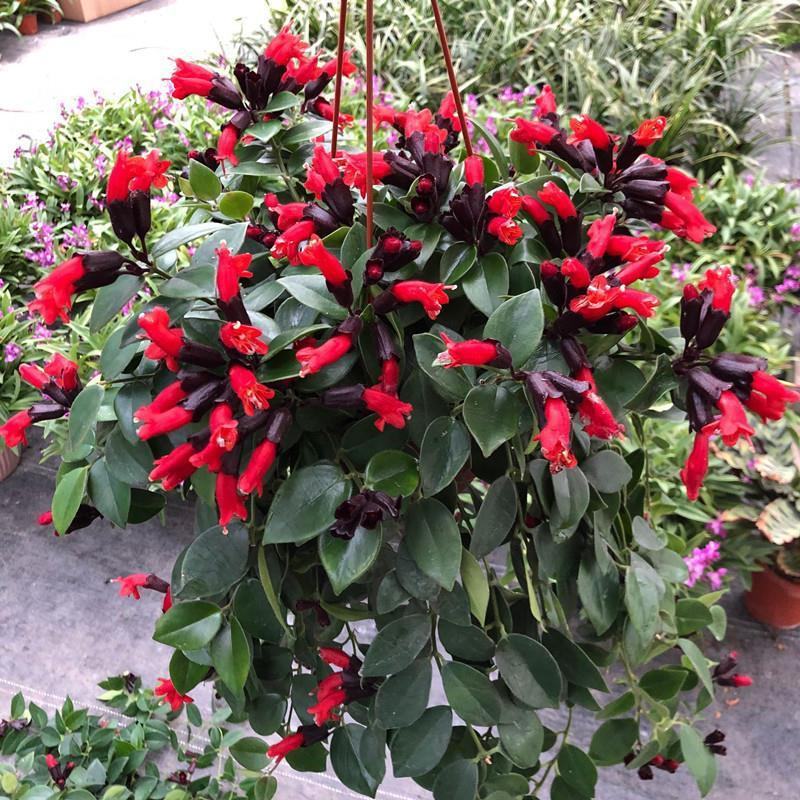 口红吊兰带花四季花卉垂吊植物室内阳台开花盆栽净化空气
