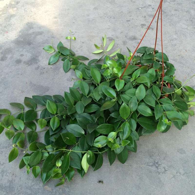 口红吊兰带花四季花卉垂吊植物室内阳台开花盆栽净化空气