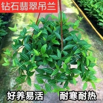 钻石翡翠吊兰盆栽花卉植物室内垂吊绿植净化空气吸除甲醛