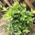 钻石翡翠吊兰盆栽花卉植物室内垂吊绿植净化空气吸除甲醛