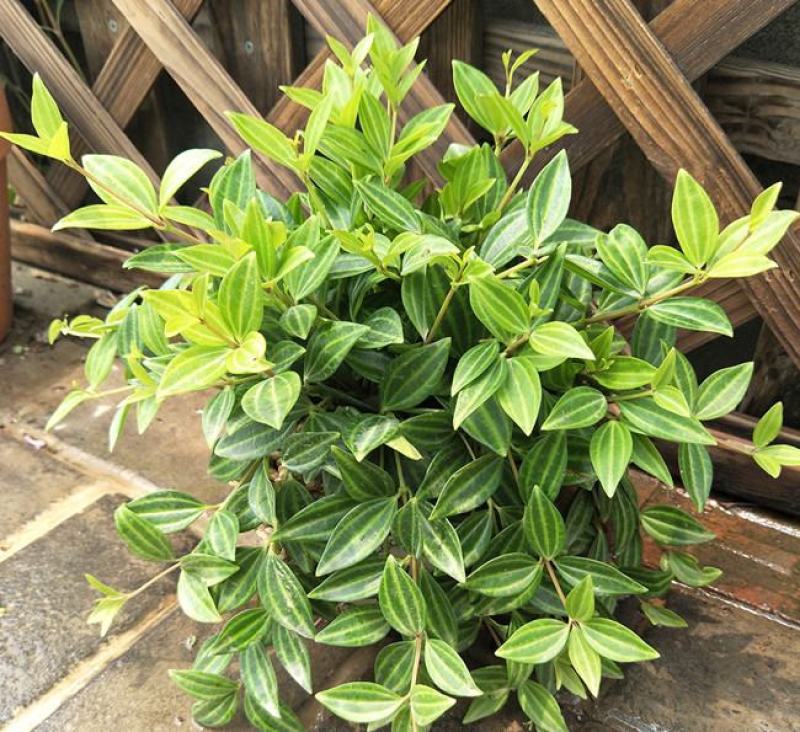 钻石翡翠吊兰盆栽花卉植物室内垂吊绿植净化空气吸除甲醛