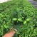 钻石翡翠吊兰盆栽花卉植物室内垂吊绿植净化空气吸除甲醛