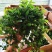 钻石翡翠吊兰盆栽花卉植物室内垂吊绿植净化空气吸除甲醛