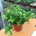 钻石翡翠吊兰盆栽花卉植物室内垂吊绿植净化空气吸除甲醛