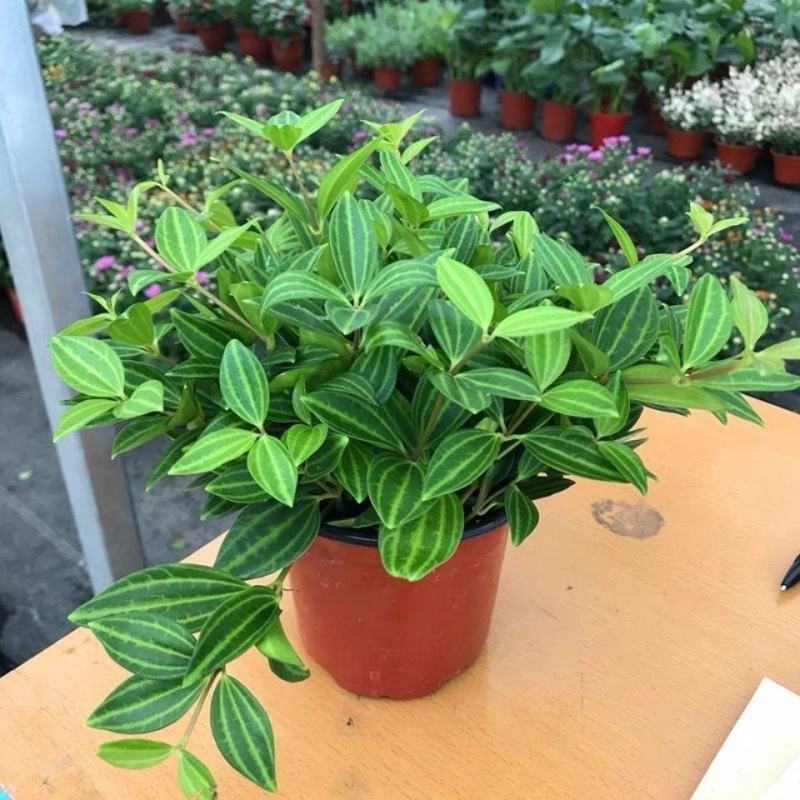 钻石翡翠吊兰盆栽花卉植物室内垂吊绿植净化空气吸除甲醛