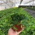 钻石翡翠吊兰盆栽花卉植物室内垂吊绿植净化空气吸除甲醛
