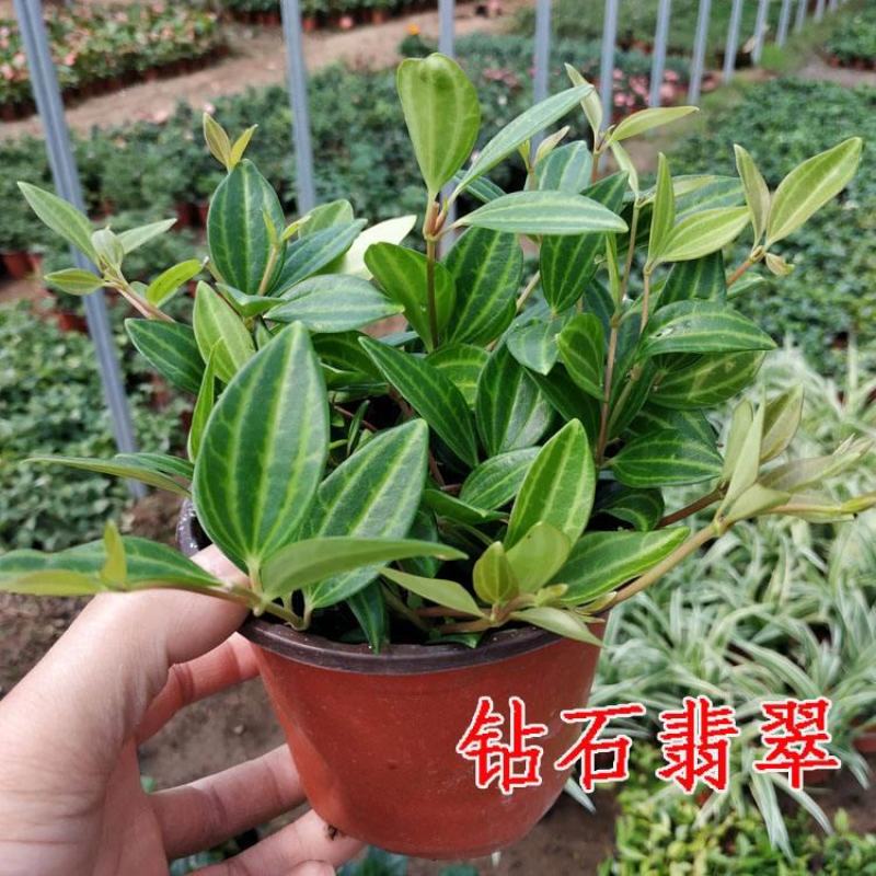 钻石翡翠吊兰盆栽花卉植物室内垂吊绿植净化空气吸除甲醛
