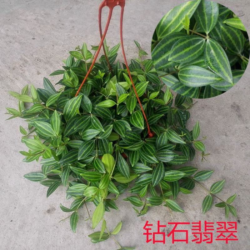 钻石翡翠吊兰盆栽花卉植物室内垂吊绿植净化空气吸除甲醛