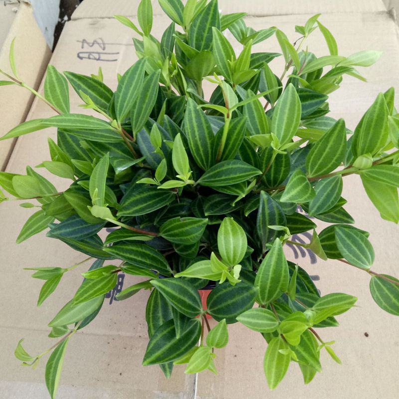 钻石翡翠吊兰盆栽花卉植物室内垂吊绿植净化空气吸除甲醛