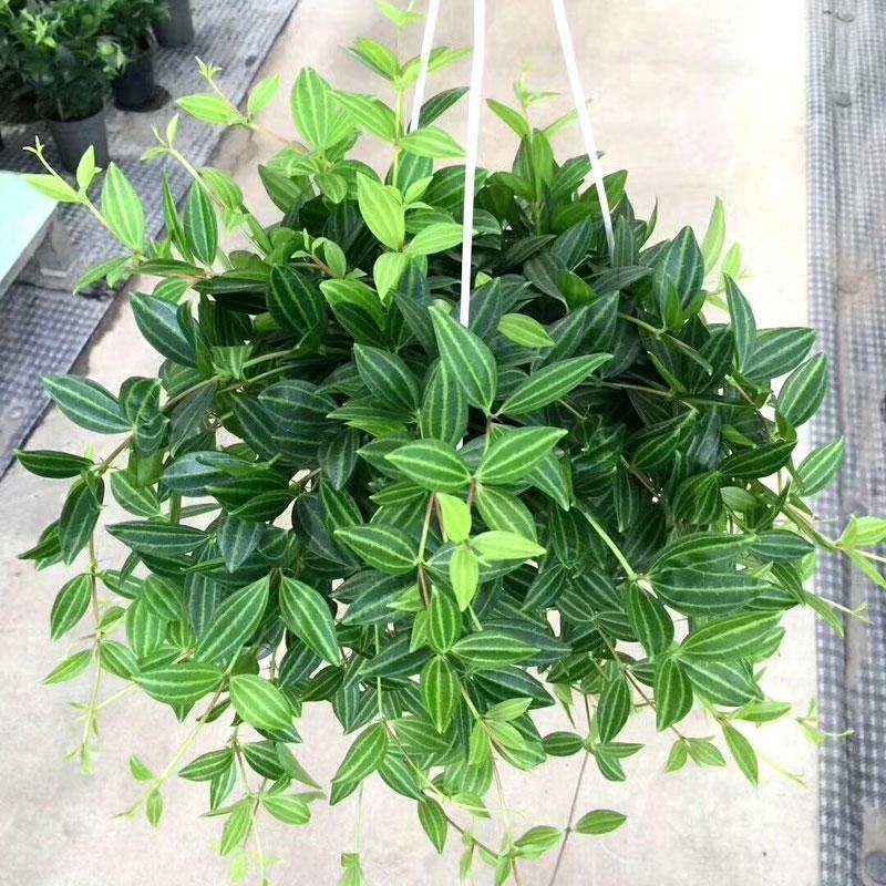 钻石翡翠吊兰盆栽花卉植物室内垂吊绿植净化空气吸除甲醛