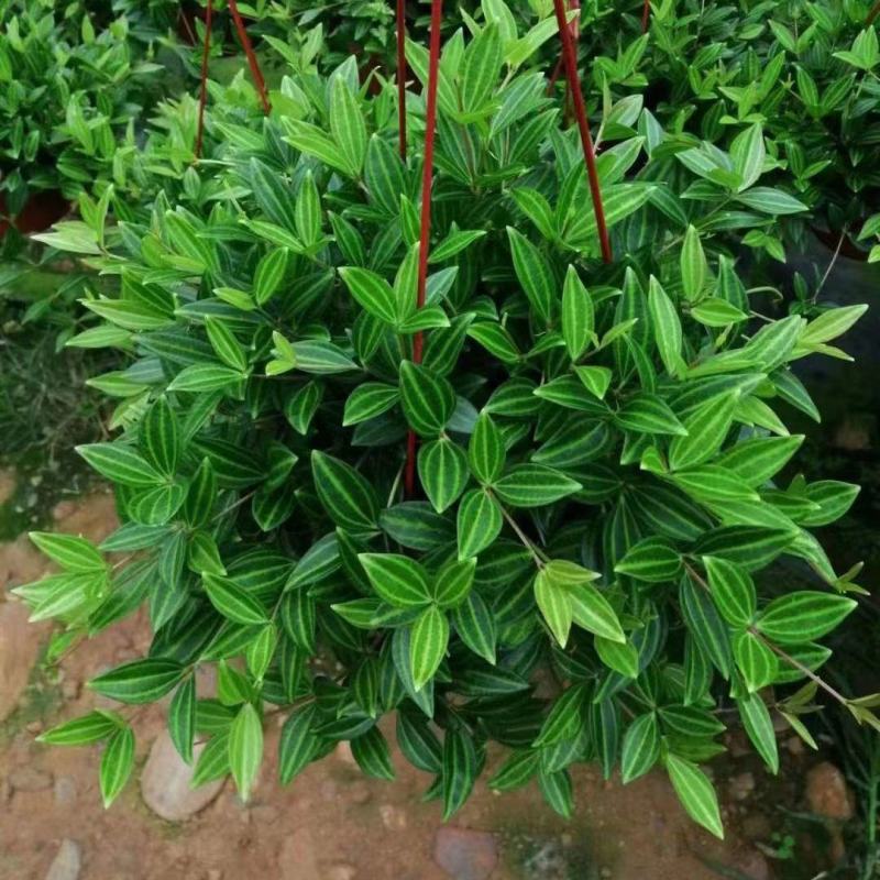 钻石翡翠吊兰盆栽花卉植物室内垂吊绿植净化空气吸除甲醛