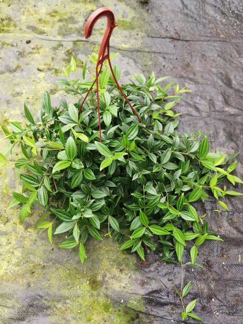 钻石翡翠吊兰盆栽花卉植物室内垂吊绿植净化空气吸除甲醛