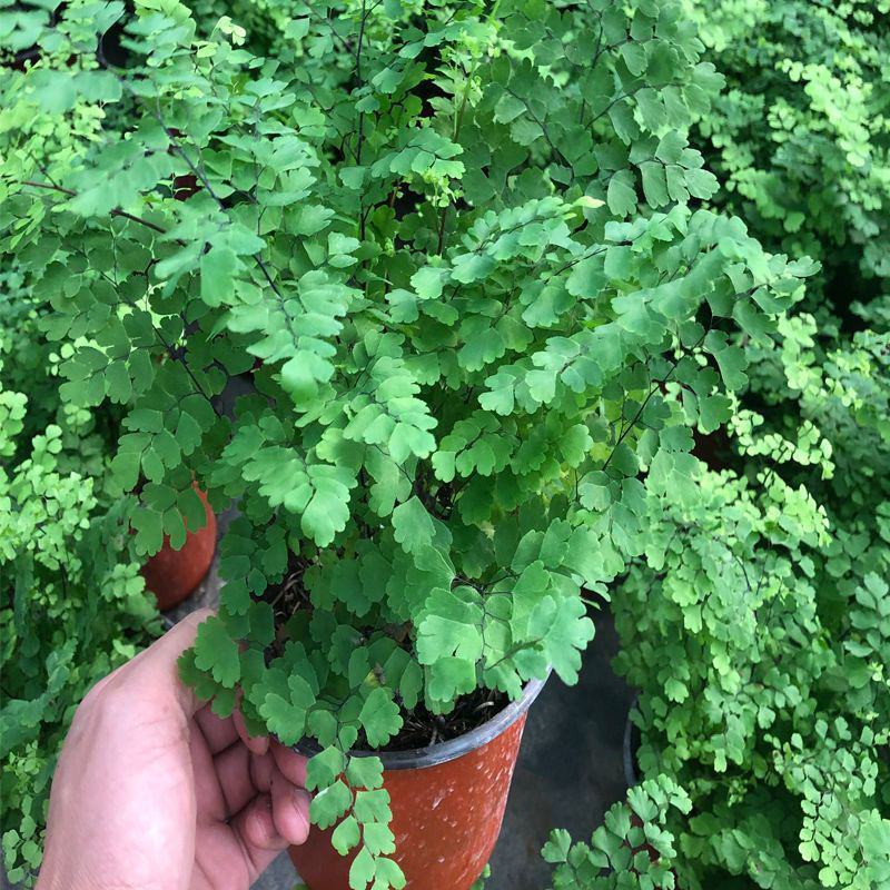 铁线蕨盆栽净化空气吸甲醛驱蚊植物办公室新房花卉室内绿植
