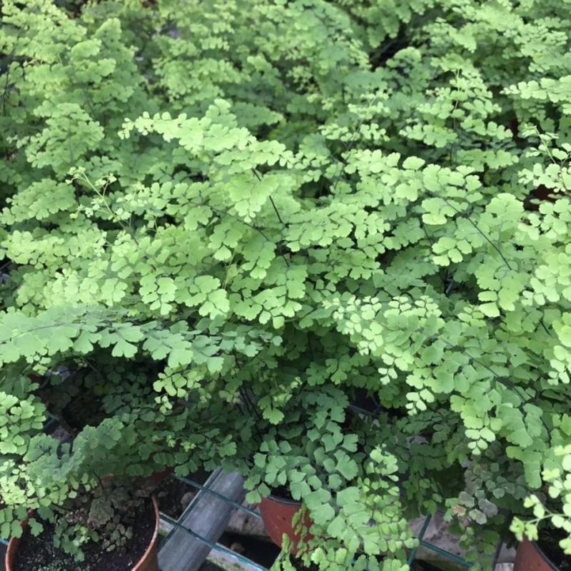 铁线蕨盆栽净化空气吸甲醛驱蚊植物办公室新房花卉室内绿植