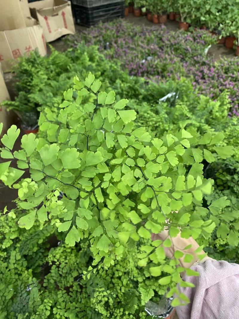铁线蕨盆栽净化空气吸甲醛驱蚊植物办公室新房花卉室内绿植