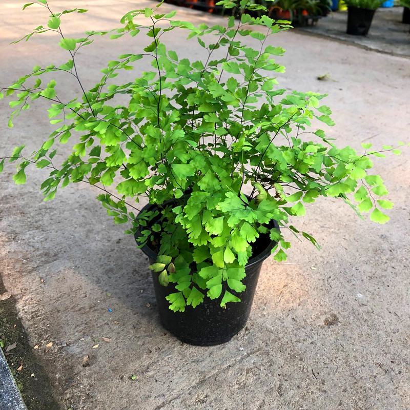 铁线蕨盆栽净化空气吸甲醛驱蚊植物办公室新房花卉室内绿植
